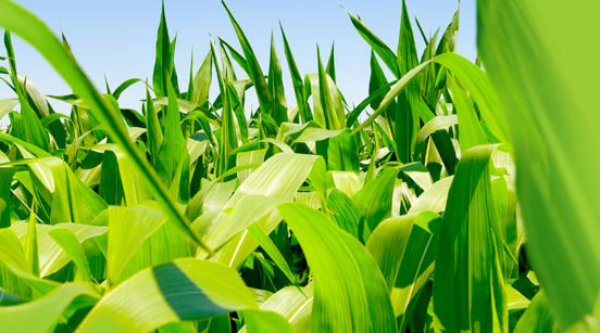 Productphoto biofuel.jpg