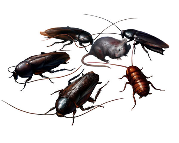 ファイル:CockroachesRE2.jpg