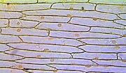 OnionEpidermis.jpg