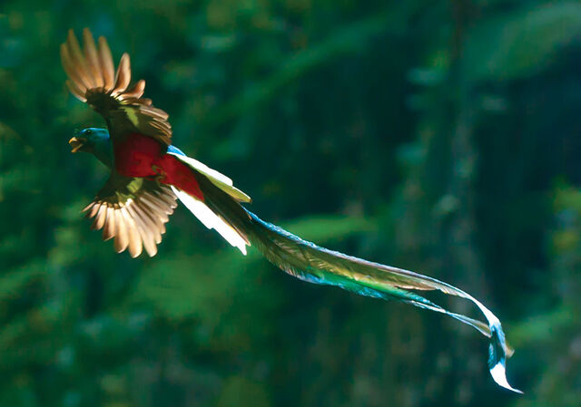 Archivo:Quetzal.jpg