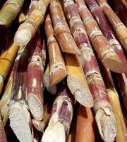 Cut sugarcane-1-