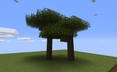 Acacia