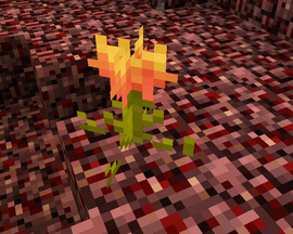 BurningBlossomMDC