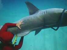Deadly Music - Jaime battling a shark