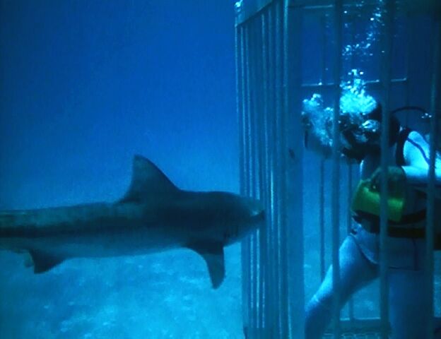 File:Sharks.jpg