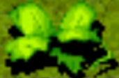 Daikau.png