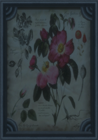 Illustrazione botanica Rosa Gallica.png