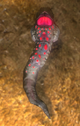 Sea slug