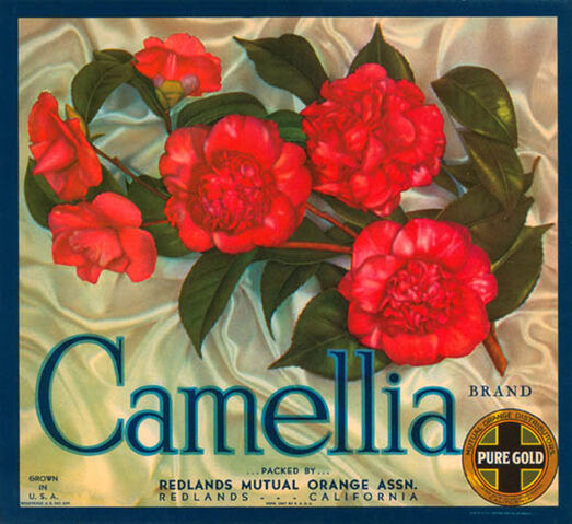 File:Camellia-brand-oranges.jpg