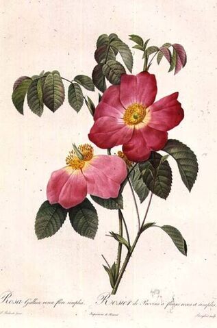 File:Rosa Gallica Pierre-Joseph Redouté.jpg