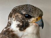 Peregrine+closeup-5794-0