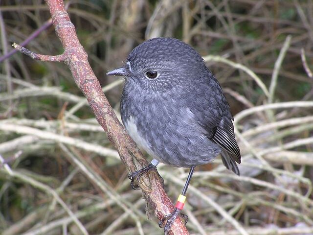 File:NZ North Island Robin-3.jpg