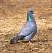 Stock dove-0