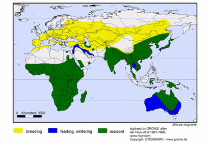 Black Kite range map