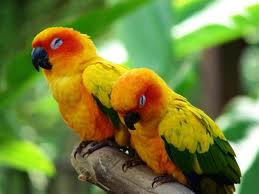 File:Sun Conure.jpg