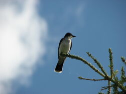 Ekingbird-9661