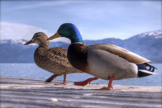 File:MallardCouple-4387.jpg