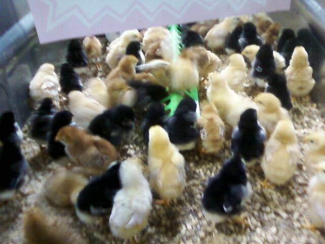 File:Crowd of chicks.jpg