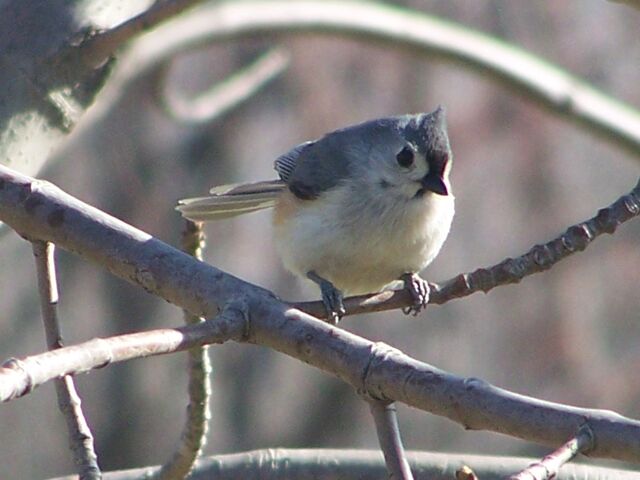 File:Tuftedtit.jpg