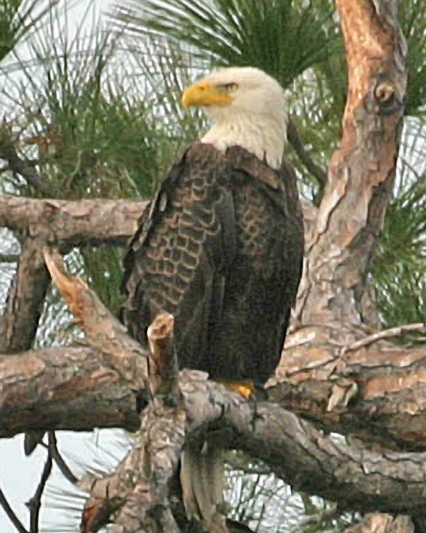 Bald Eagle | Birds Wiki | FANDOM powered by Wikia