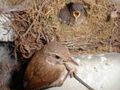 Thumbnail for version as of 20:07, November 23, 2008