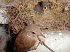 File:240px-Troglodytes1.jpg