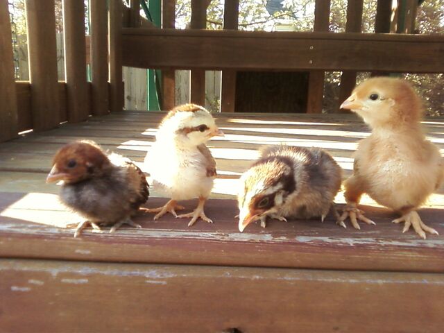 File:Easter Chicks (2011).jpg