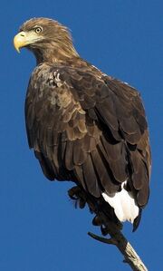 White tailed eagle