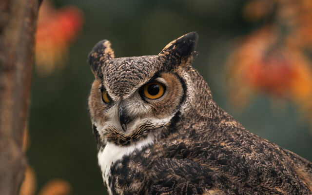 File:Birdsofprey18.jpg