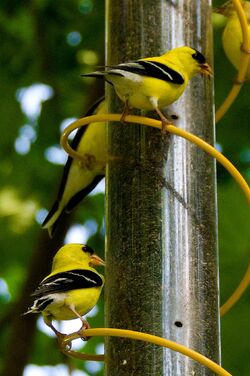 Yellow party!-5786