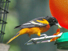 Baltimore oriole