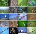 Thumbnail for version as of 23:31, June 7, 2012
