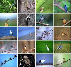 File:Bird Collage.jpg