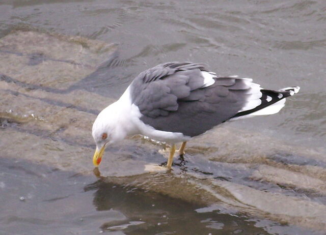 File:Great+Black-Backed+Gull+by+the+Thames-1347.jpg