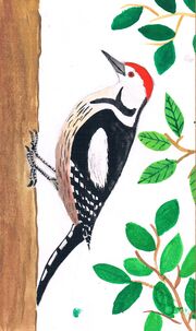 Middle spotted woodpecker