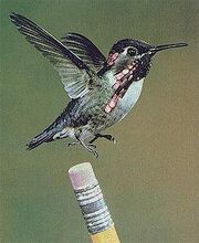 Bird on pencil