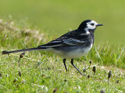Pied Wagtail P1250682