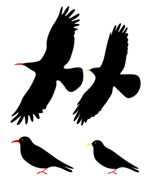 Choughs