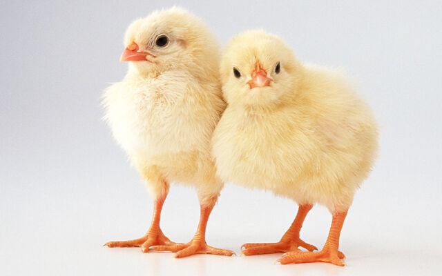 File:Chickie Buddies.jpg