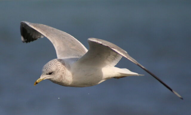 File:Commongull in flight-5056.jpg