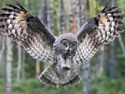 File:Barred Owl.jpg