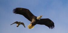 Falco aquila