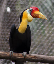 Wrinkled hornbill