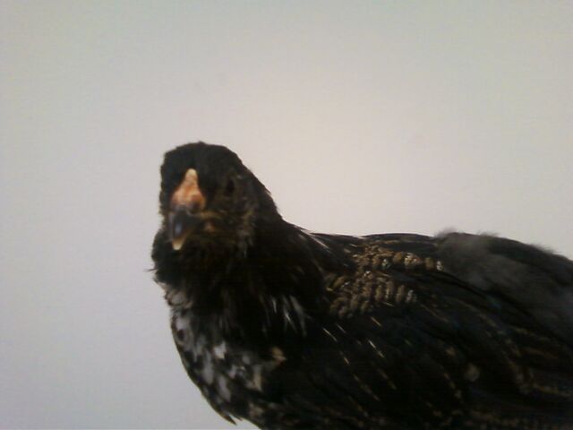 File:Chicken Fluffy.jpg