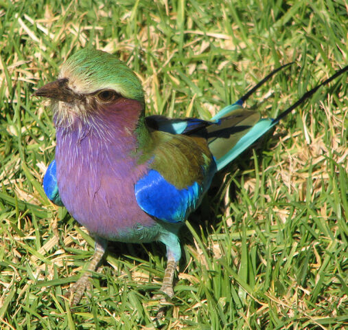 File:Violet Breasted Roller Bird.jpg