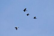 Ibis