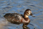 Common pochard (Aythya ferina)