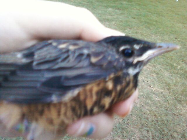 File:Baby Robin 04.jpg