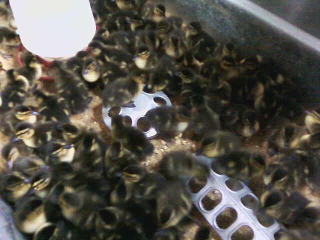 File:Mass of Ducklings.jpg