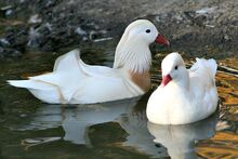 White-mandarin-ducks 01